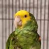 cheap amazon parrots for sale