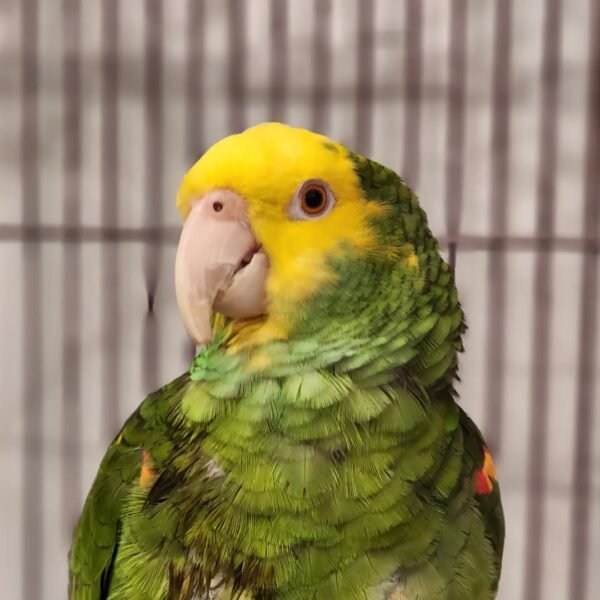 cheap amazon parrots for sale