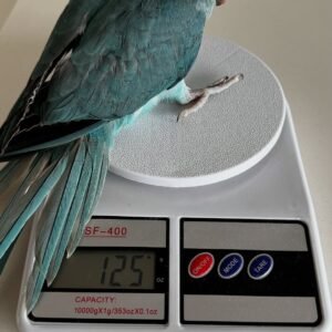 Ringneck Parrots for sale near me