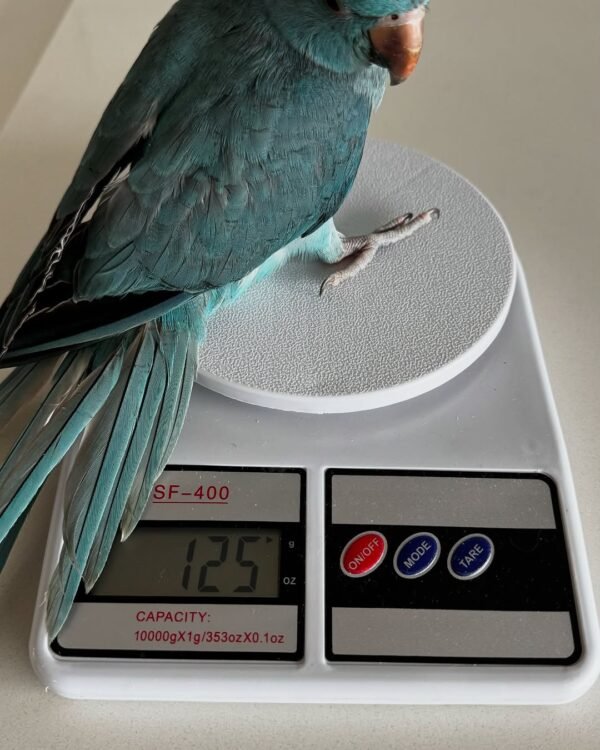 Ringneck Parrots for sale near me