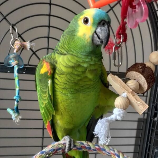blue fronted amazon parrots for sale