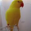 Ringneck Parrots for sale