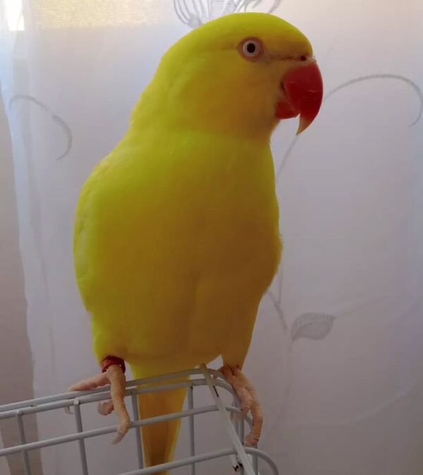 Ringneck Parrots for sale