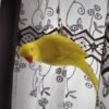 Ringneck Parrots for sale