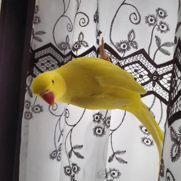 Ringneck Parrots for sale