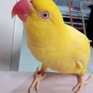 Ringneck Parrots for sale