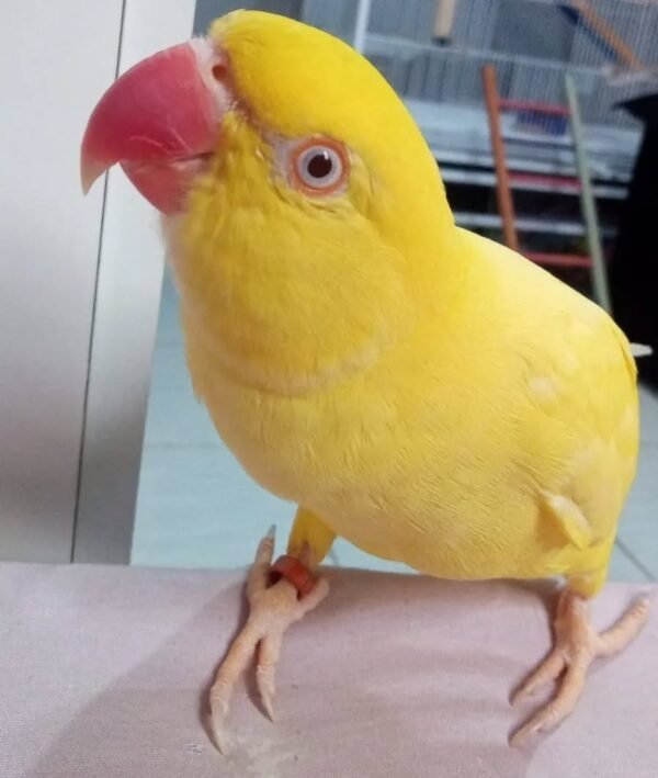 Ringneck Parrots for sale