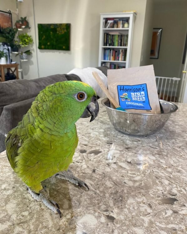 amazon parrot chicks for sale