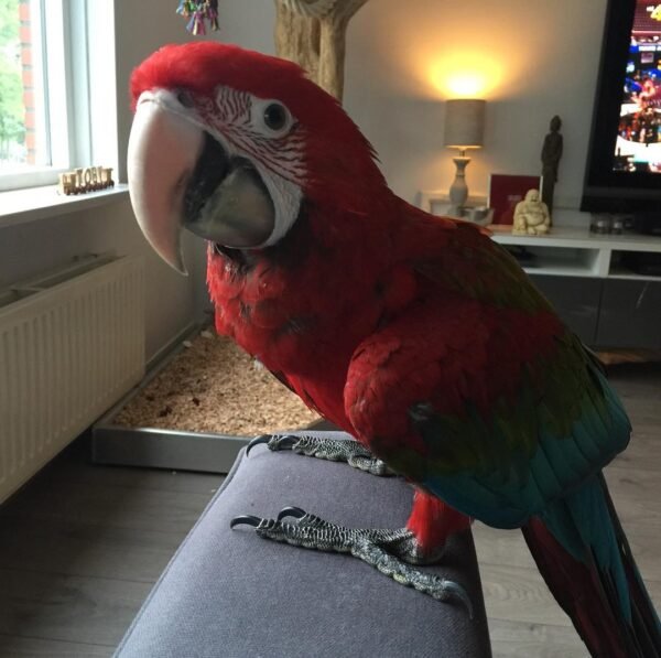 mini macaw parrots for sale