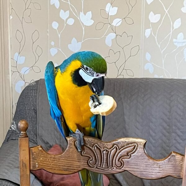 blue macaw parrots for sale near me