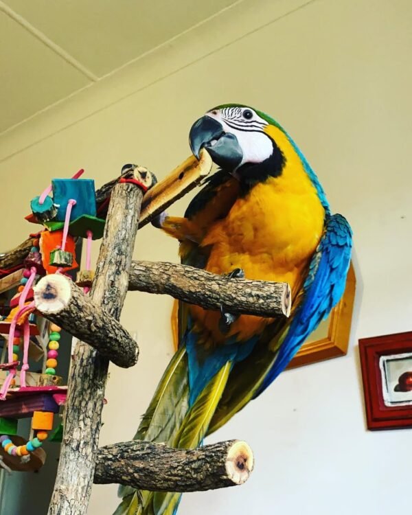 macaw parrots for sale