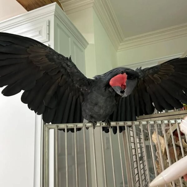 cockatoo birds for sale near me