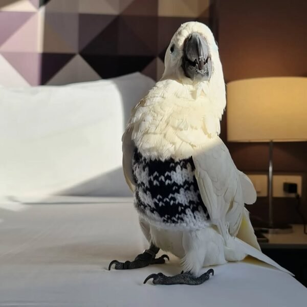 cockatoo baby parrots for sale