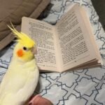 Whiteface cockatiel birds for sale