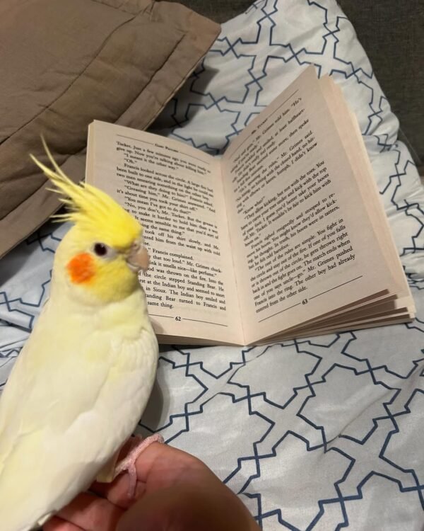 Whiteface cockatiel birds for sale