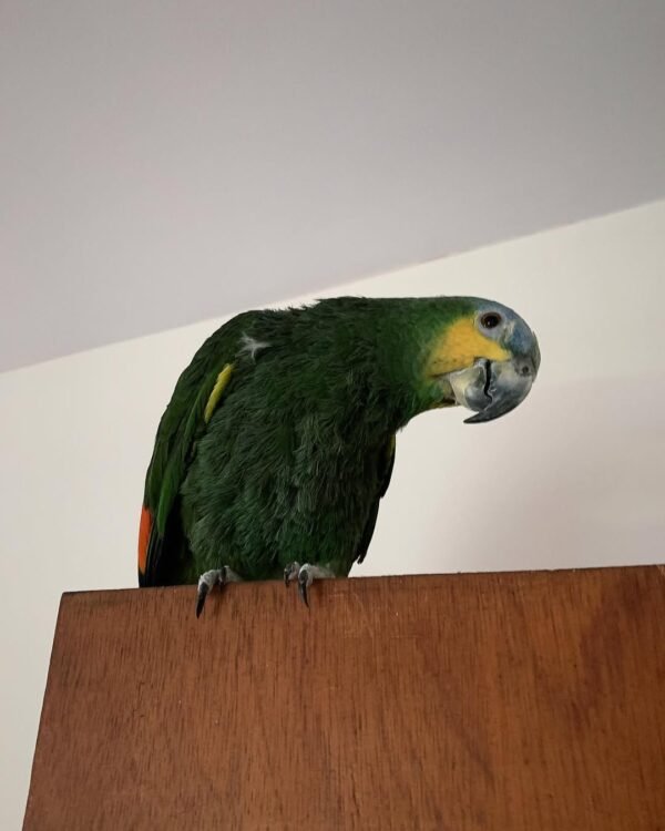 Cuban Amazon parrots for sale