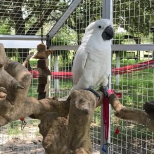 cockatoo parrots for sale usa