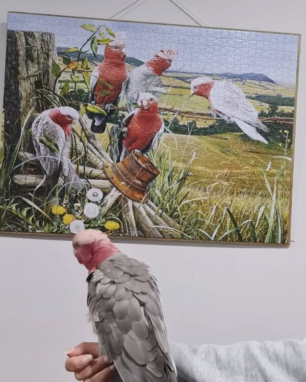 cheap cockatoos parrots for sale near me