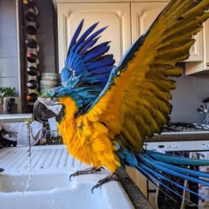 macaw birds for sale near me