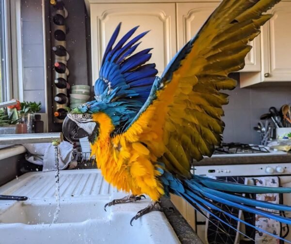 macaw birds for sale near me