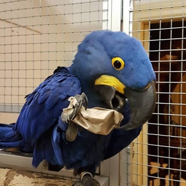 Scarlet Macaw parrots for sale