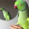 Ringneck parakeet Parrots for sale
