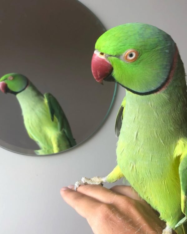 Ringneck parakeet Parrots for sale