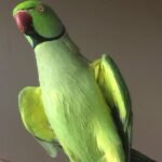 Ringneck parakeet Parrots for sale