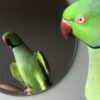 Ringneck parakeet Parrots for sale