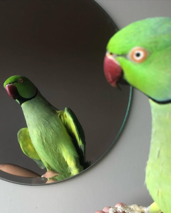 Ringneck parakeet Parrots for sale