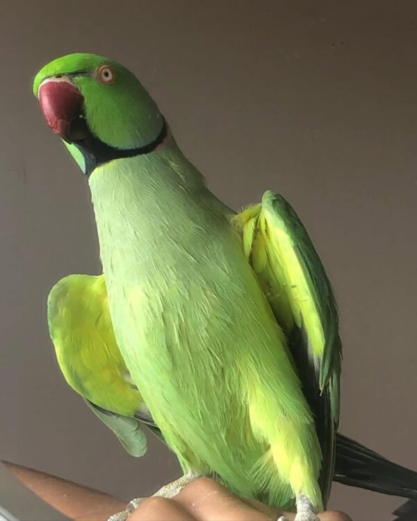 Ringneck parakeet Parrots for sale