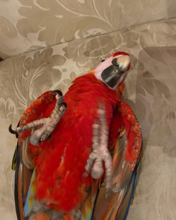 hyacinth macaw parrots for sale