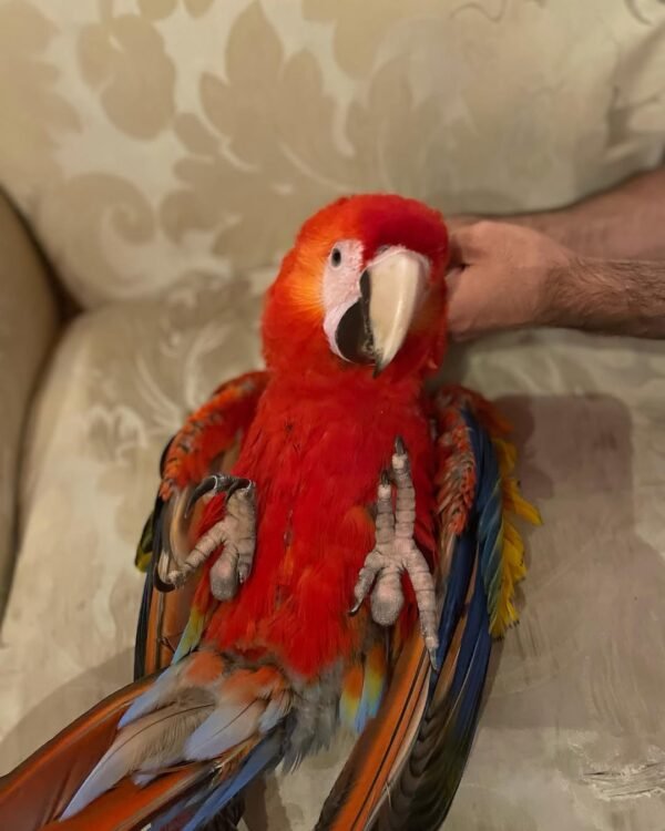 hyacinth macaw parrots for sale
