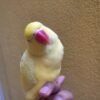 Ringneck Parrots for sale