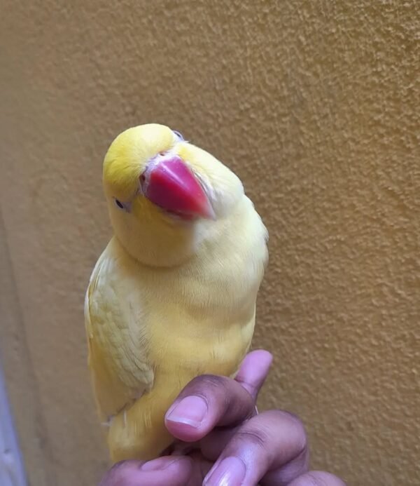 Ringneck Parrots for sale