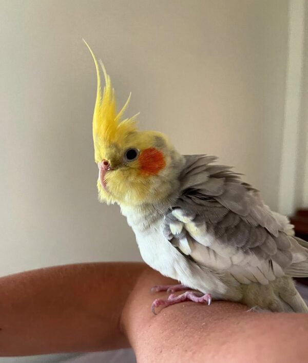 Normal Grey cockatiel birds for sale