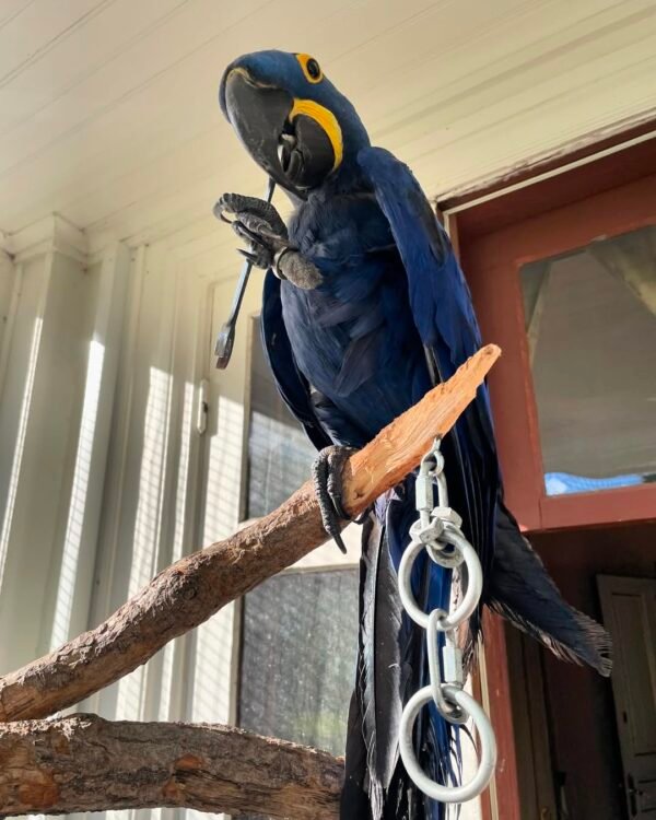 macaw birds for sale