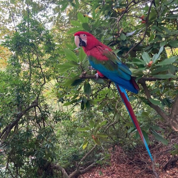 blue macaw parrots for sale