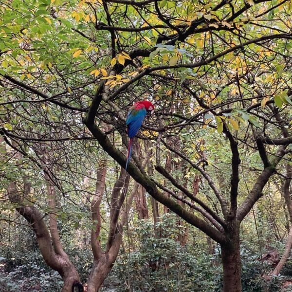 blue macaw parrots for sale