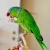 yellow naped amazon parrots for sale