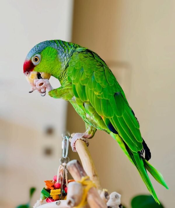 yellow naped amazon parrots for sale