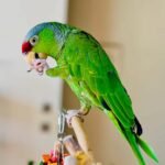 yellow naped amazon parrots for sale