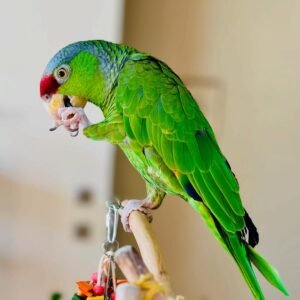 yellow naped amazon parrots for sale