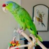 yellow naped amazon parrots for sale