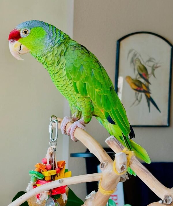 yellow naped amazon parrots for sale