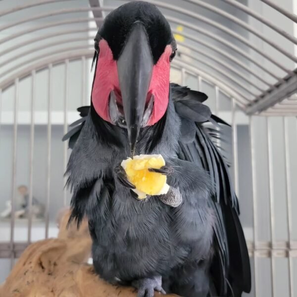 cockatoo birds for sale near me