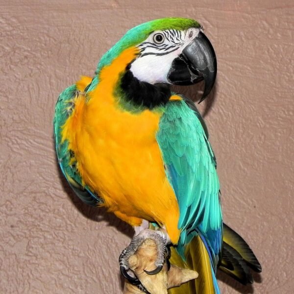 Military Macaw parrots for sale