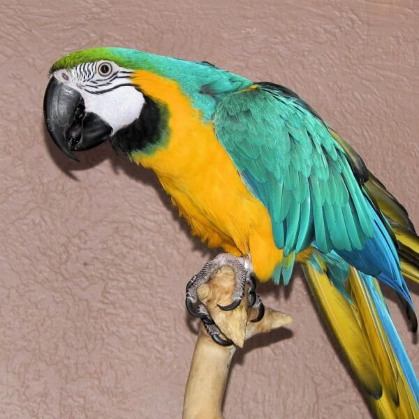 Military Macaw parrots for sale