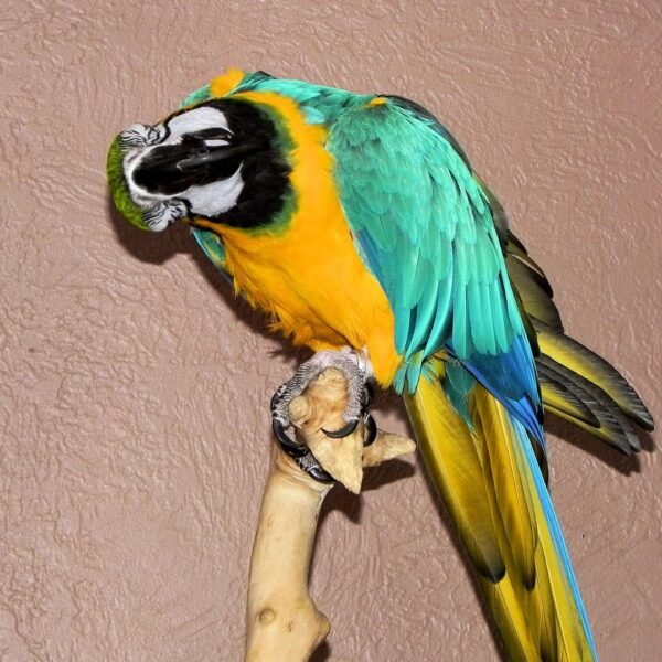 Military Macaw parrots for sale