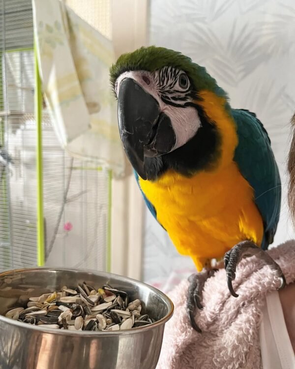 blue macaw parrots for sale near me